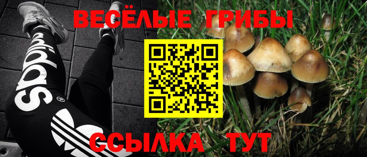 Галлюциногенные грибы Psilocybe Ржев